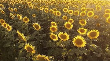 Therapy Music for Dementia and Alzheimer