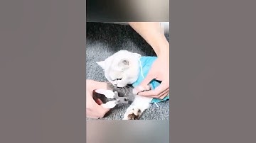 Cat Bathing Bag Anti Bite Scratch Cat Grooming .