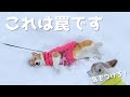 このコーギーは危険です
