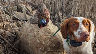 Illinois Pheasant Hunting Season Closer  January 2024