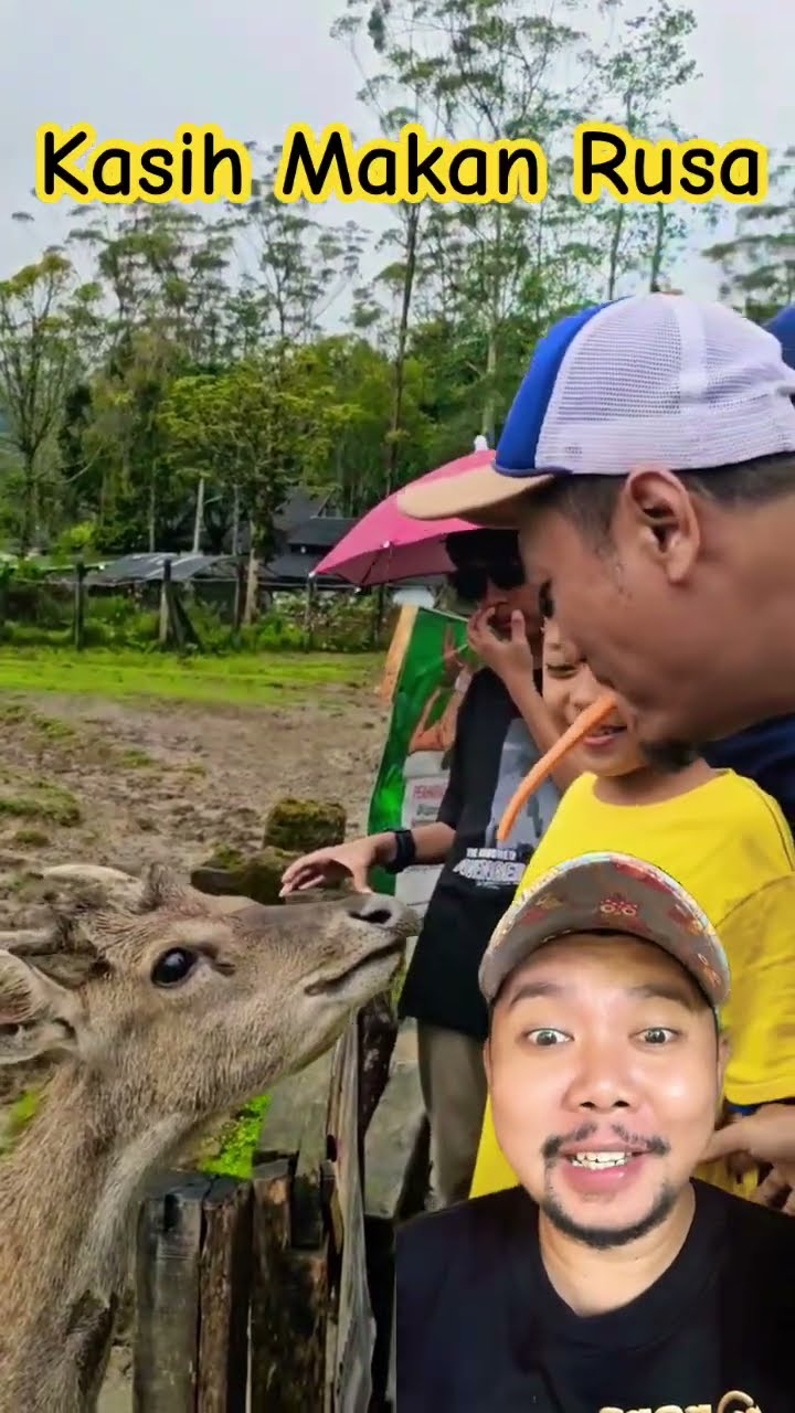 PAPA KASIH MAKAN RUSA!!!!?? #animals #deer #wisata #shortsfeed