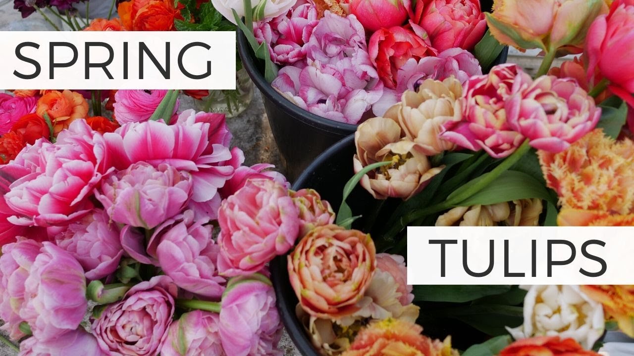 Cutting and Arranging Spring Tulips from the Garden - The Martha