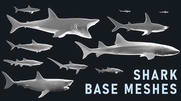 Shark Base Mesh 3D Model Collection