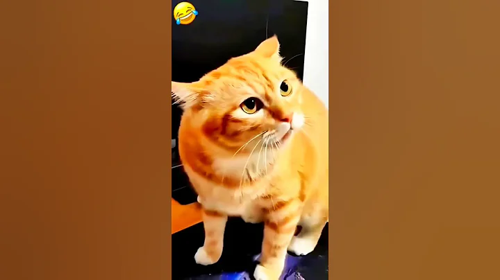 Video 11118901: funny cat sleeping