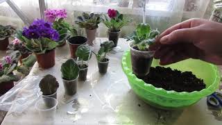 видео: ФИАЛКИ С НУЛЯ  НОВИЧКАМ КРАТКО МАСТЕР КЛАСС  ОТ ЛИСТОЧКА ДО ЦВЕТОЧКА картинка: ФИАЛКИ С НУЛЯ  НОВИЧКАМ КРАТКО МАСТЕР КЛАСС  ОТ ЛИСТОЧКА ДО ЦВЕТОЧКА