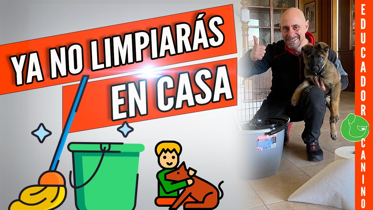 5 Tips Para EDUCAR y ENSEÑAR CACHORRO a HACER sus NECESIDADES (Sin Equivocarse de Lugar)