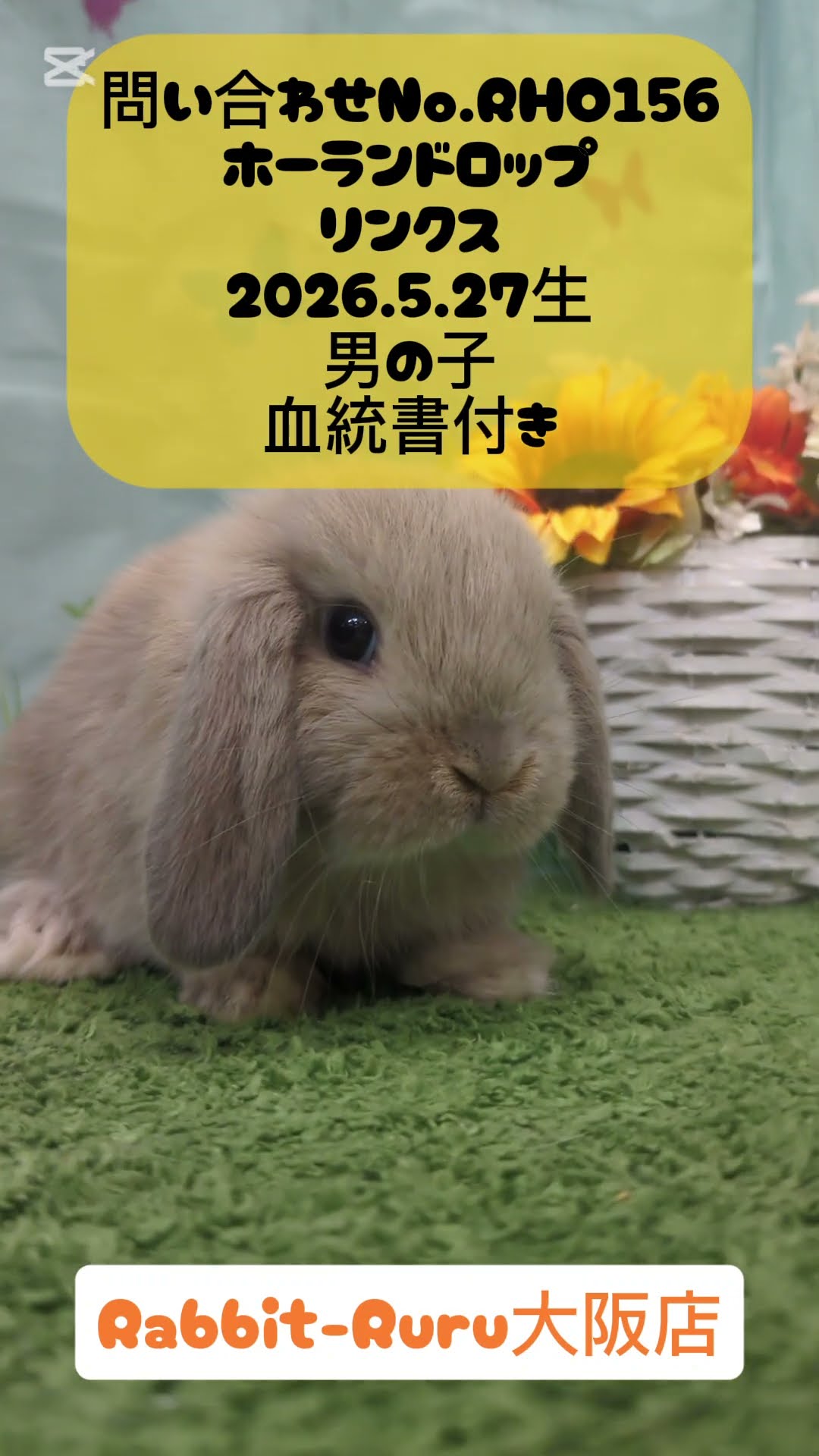 うさぎベビーちゃん♡【大阪店】#shorts - YouTube