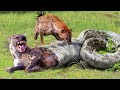 OMG! Hyenas Herd Rescue Baby From Python Constricting | 1002 Animals