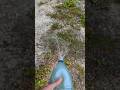Homemade Weed Killer with Vinegar #shorts #gardening #gardeningtips #diy
