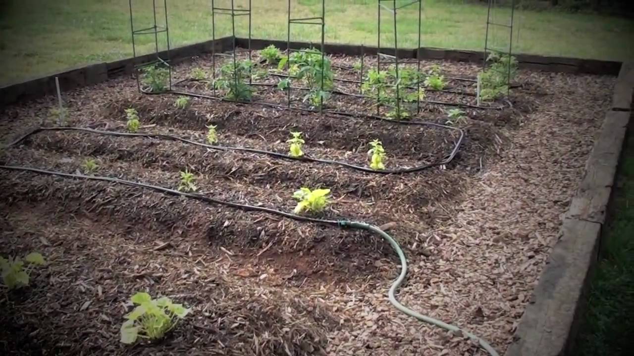 Garden Update 2011. shooting in dc