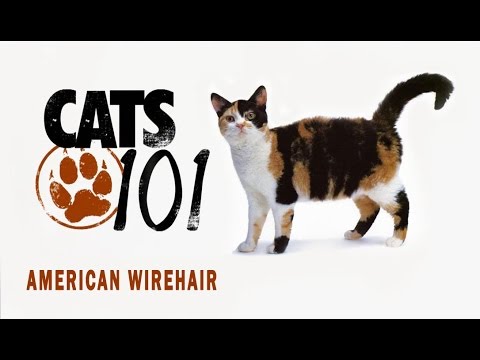 Video: American Wirehaired Cat: Buying A Kitten