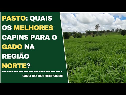 PASTO: QUAIS OS MELHORES CAPINS PARA O GADO NA REGIÃO NORTE?