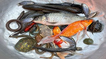 Kem Chanel lái xe công nông đi bắt cá, cá chép, cá sấu hỏa tiễn, cá chuối sọc, cá trê cảnh, con rùa.