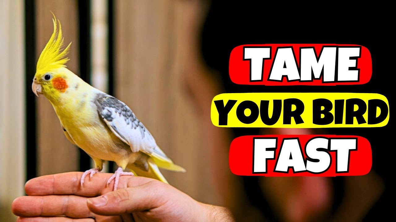 Как быстро приручить кореллу: простые шаги, которые работают | Подборка