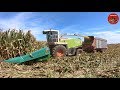 Chopping High Moisture Corn near Fort Recovery Ohio