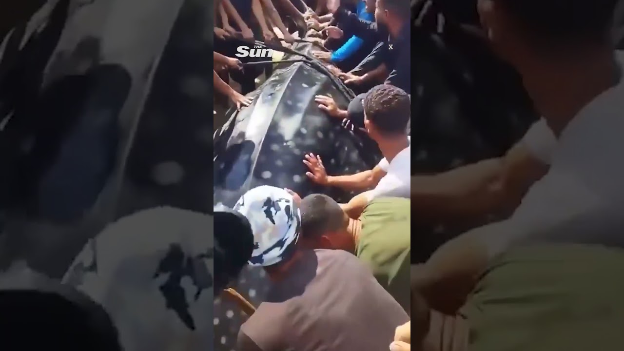 Rare whale shark caught off Gaza and butchered for food