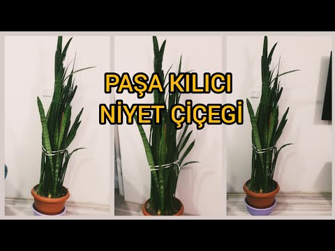 Peygamber çiçeği ekilirken neye niyet edilir- paşa kılıcı ciceği bakımı çoğaltılması sulaması