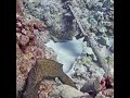 Cute Bird Wrasse at the End | MEGA Lab Cam Hawaii #youtubeshorts #like #share