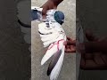 Kabutar Kay Per Banday Kabutar Pigeon Youtubeshorts Kabutar Kay Per Banday Kabutar Pigeon Youtubeshorts