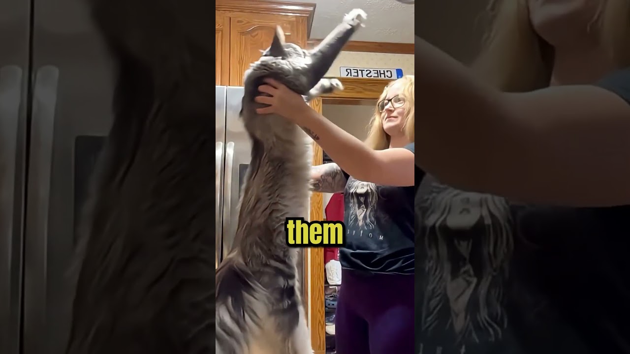 how cats always land on their feet?  #funny #cat #facts #animal #catfacts