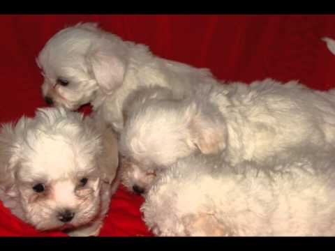 chiots coton de tulear