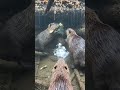 BEAVER LODGE DISASTER 😨 UNDERWATER FOOTAGE