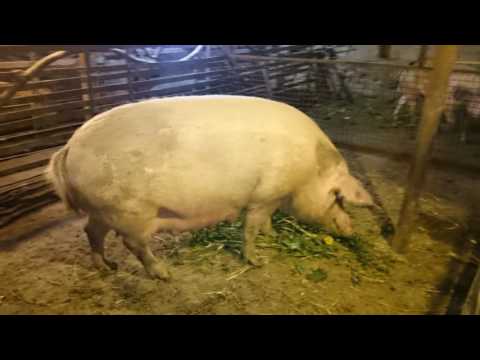 დიუროკის ჯიშის ღორები და გოჭები სუპერ ფასები 555211069