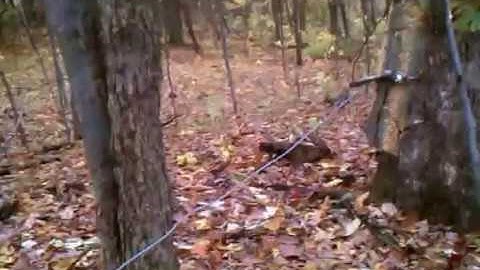 How to pull hung up oak branch down with quad winch