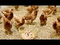 Cara ternak ayam petelur tanpa kandang agar tetap untung
