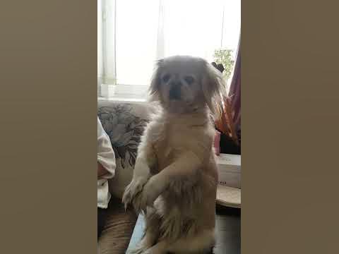 Жузефина хочет кушать! - YouTube