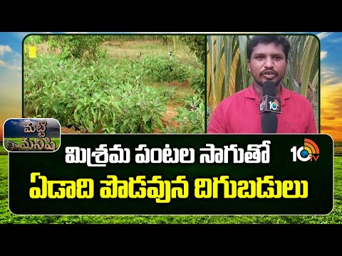 మిశ్రమ పంటల సాగుతో  ఏడాది పొడవున దిగుబడులు | Benefits Of Mixed Cropping In Agriculture | 10TV News - 10TVNEWSTELUGU