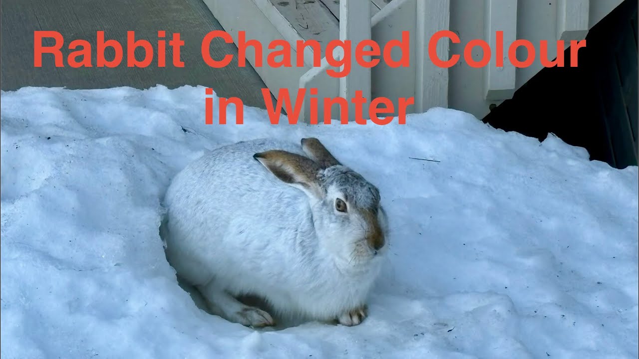 Rabbit changed colour in winter. 