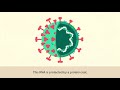 Tackling coronavirus – Understanding the structural biology