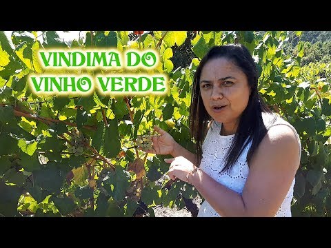 VINDIMA DO VINHO VERDE: MINHO - PORTUGAL