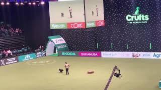 Crufts 2024 Heelwork to Music Freestyle Finals Helen Dennis and Kara