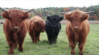 A Breed Above The Rest