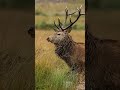 Red stags roar to attract females and ward off males #robertefuller #deer #discoverwildlife