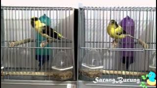 kenari american singer vs kenari american singer