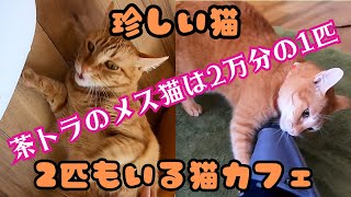 【珍しい猫】茶トラのメス猫は2万分の1匹のはずが2匹もいる猫カフェ（保護猫カフェウリエル）梅田A cat cafe with a rare female red tabby cat