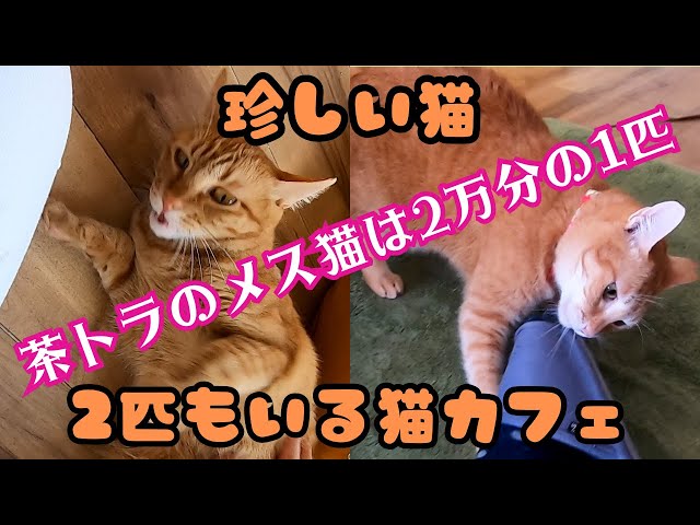 珍しい猫】茶トラのメス猫は2万分の1匹のはずが2匹もいる猫カフェ