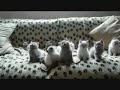 Cute Kittens Bop Their Heads to Music