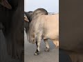 biggest cow in northen 2026 #trend #cow