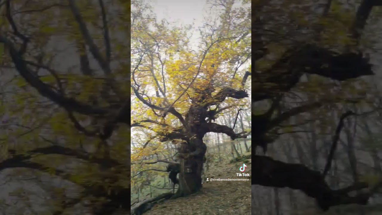 Otoño Mágico en el Valle del Ambroz #vivebañosdemontemayor #turismoextremadura #naturaleza #otoño