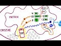 Aerobic Respiration Quiz