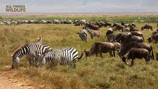Why Do Zebras and Wildebeests Travel Together? The Power of Symbiosis