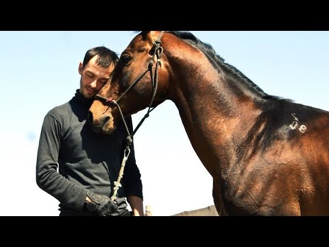 Ахалтекинец - YouTube
