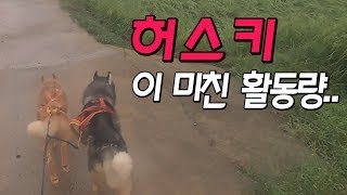 시베리안허스키의 자전거 운동! 활동량이 너무 많아...