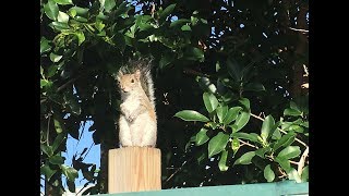 Cats and Garden, Season 5 Episode 3  Squirrels
