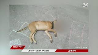 В Днепре мужчина выбросил с балкона собаку В Днепре мужчина выбросил с балкона собаку