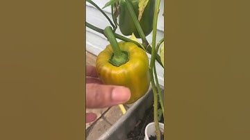 Bell peppers 🫑 (Please like and subscribe if you enjoyed the video)
